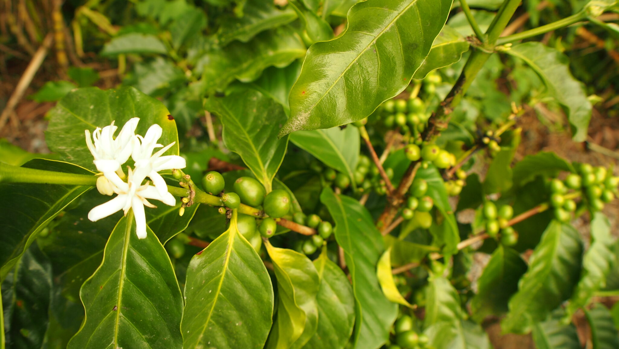 coffee tours ecuador